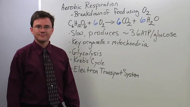 Aerobic Respiration - Biology Video by Brightstorm