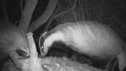 Rural initiative aimed at protecting badgers to be continued for another year after being hailed a success 