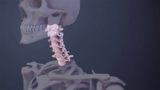 Cervical Vertebrae Anatomy Animation | Spine-health