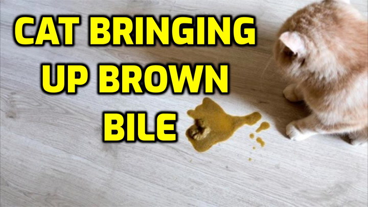 Cat Brown Vomit With Hairball toxoplasmosis