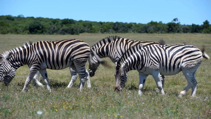 Zebra Animal Facts | Equus zebra, Equus quagga, Equus grevyi - AZ Animals