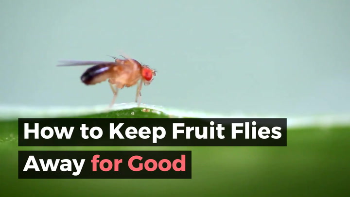 How to Get Rid of Fruit Flies Summer 2024: This Is the Only Way