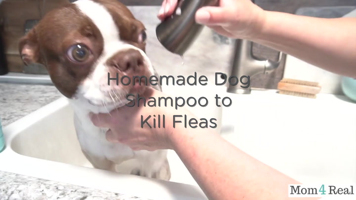 Homemade Pet Shampoo that Kills Fleas