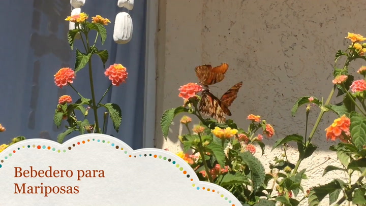 Trucos infalibles para atraer y retener mariposas en tu jardín | MDZ Online