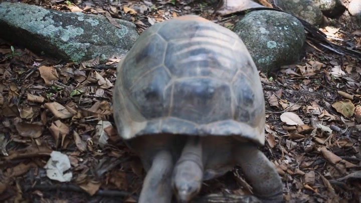 Tortoise Animal Facts - AZ Animals