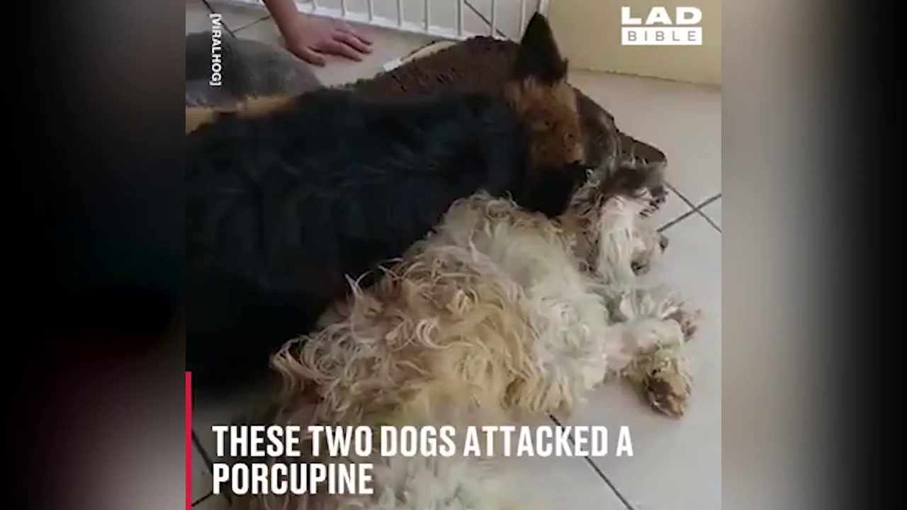 Facebook viral  Cámara registra lo que hicieron unos perros solos