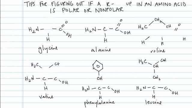 Determining if a R-Group in an Amino Acid Is Polar or Nonpolar