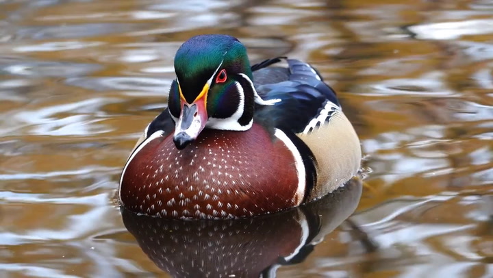 Duck Bird Facts - AZ Animals