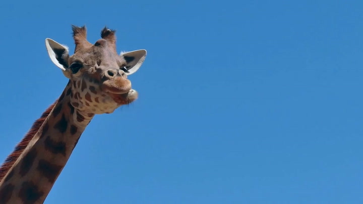 Giraffe Animal Facts | Giraffa camelopardalis - AZ Animals
