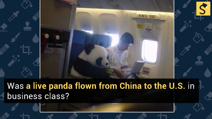 FACT CHECK: Live Panda Flown from China to U.S. in Business Class?