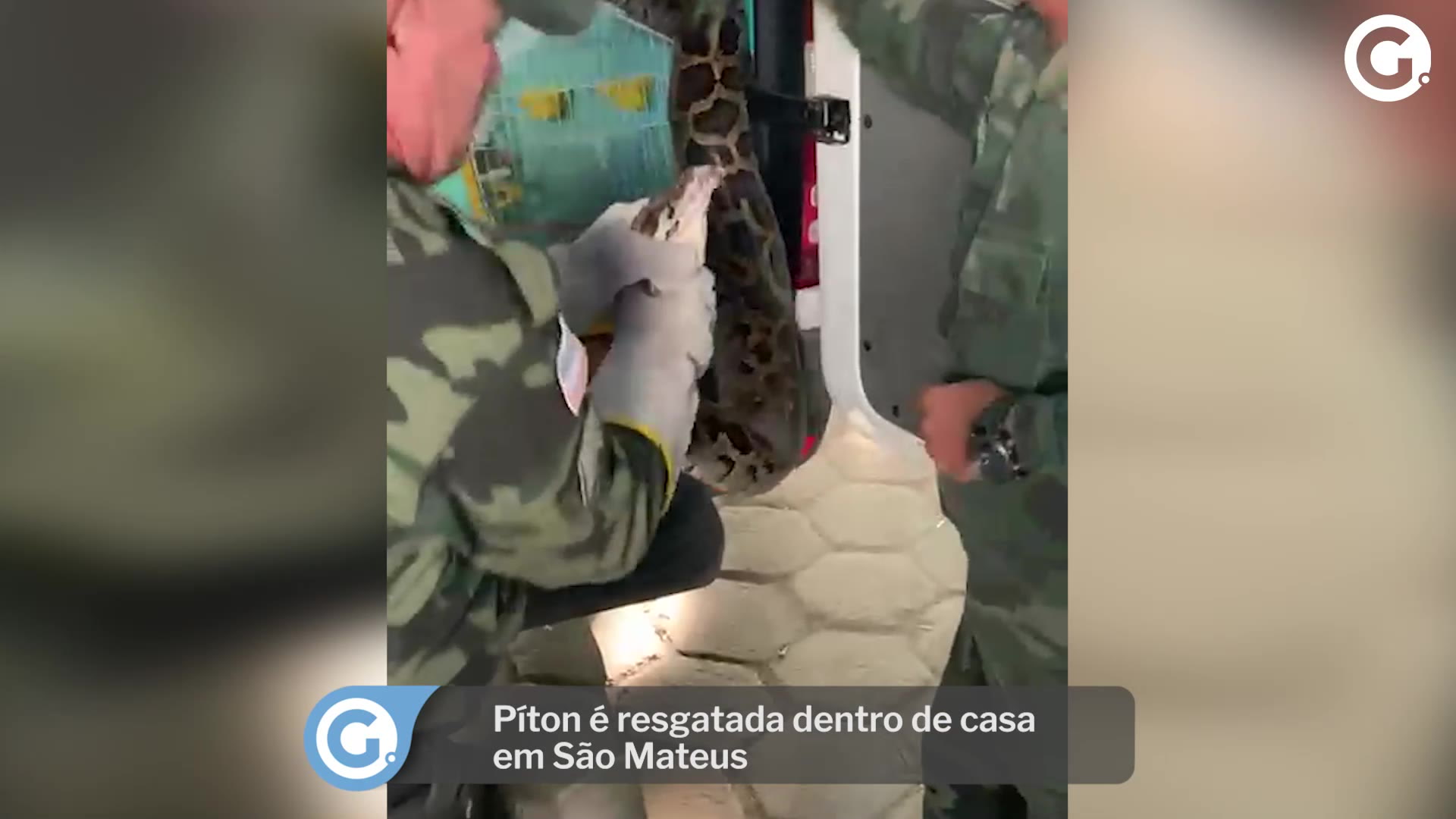 Polícia Militar confunde cobra e solta píton que pode virar praga