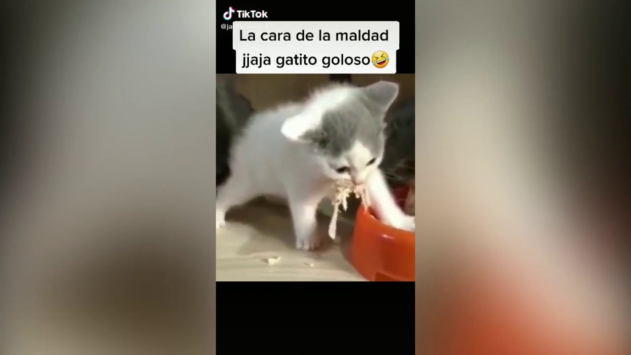 enviar demanda técnico Facebook viral: gato no quiere compartir su comida y aleja a 'hermano' de  forma curiosa | Redes Sociales | La República
