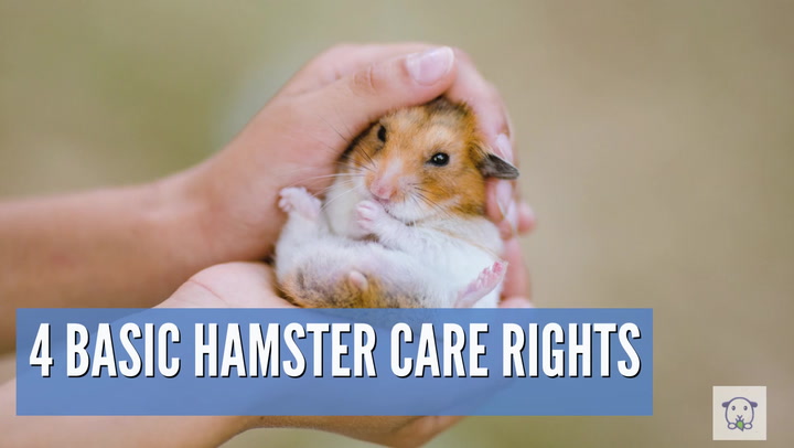 2. The clicking sound: When hamsters are happy, they make a clicking sound or bruxing.
