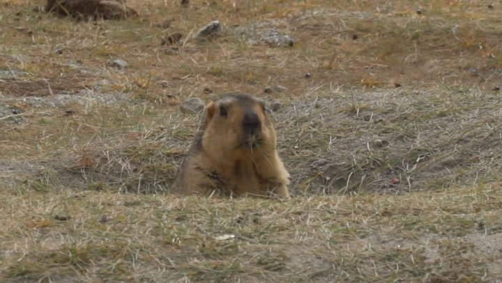 Marmot Animal Facts - AZ Animals