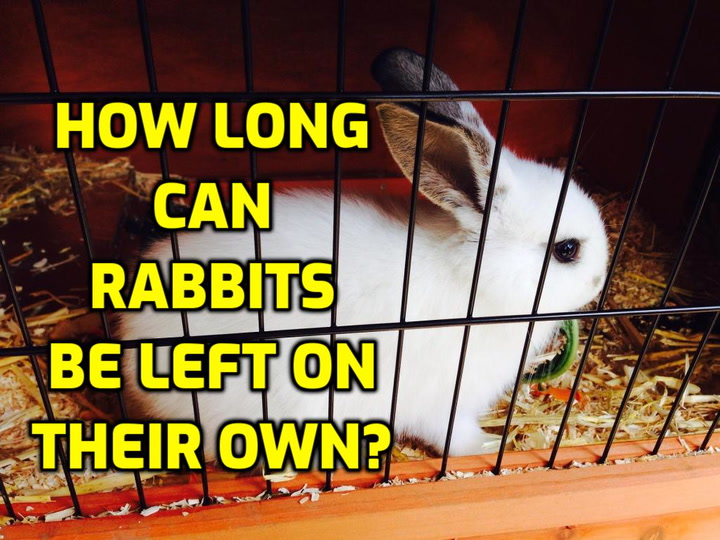 What S The Longest You Can Leave A Rabbit Alone Rabbit Care Tips