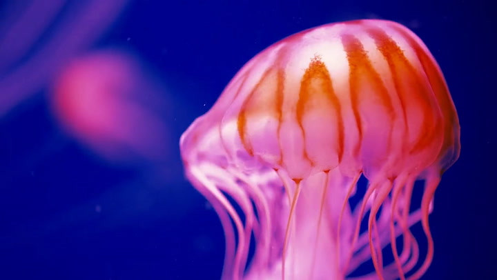 Jellyfish Animal Facts - AZ Animals