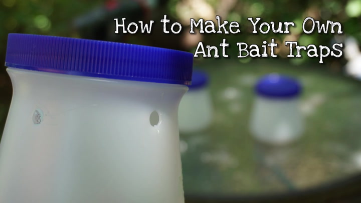 Make Your Own Ant Bait Traps