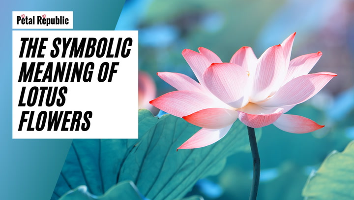 Pink Lotus Flower Meaning and Symbolism - Petal Republic