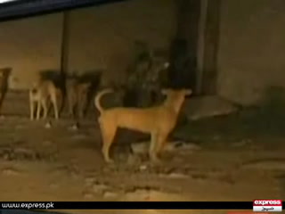 کراچی سمیت سندھ میں کتوں کے کاٹے کے بڑھتے واقعات سے عوام پریشان