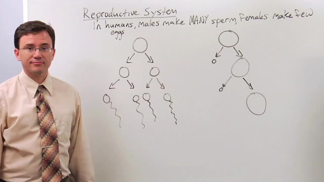 Reproductive System