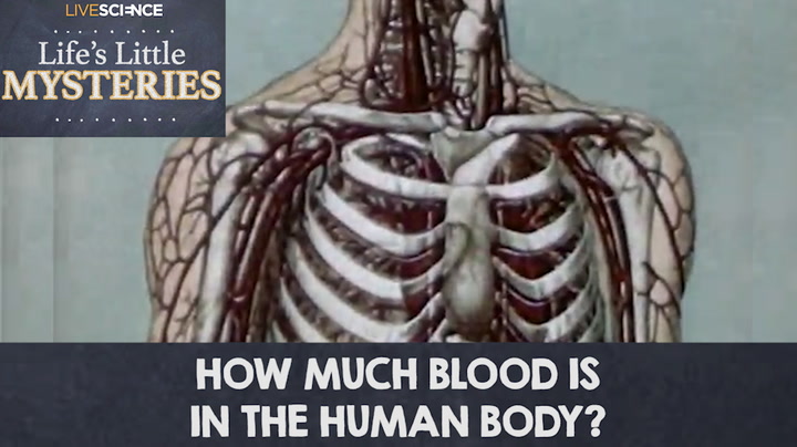 How many gallons of blood does the human body have How Much Blood Is In The Human Body Live Science