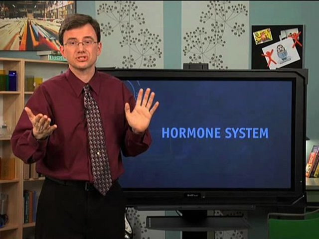 Hormone System