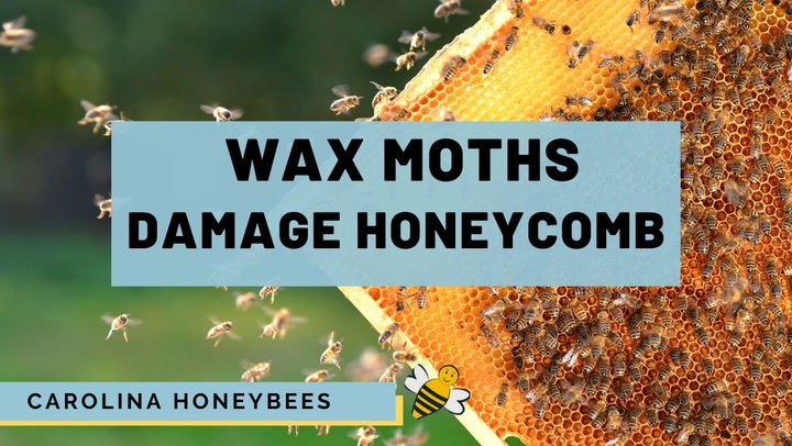 Wax Moths: Treatment and Prevention- Carolina Honeybees
