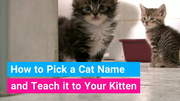 175 Grey Cat Names An Awesome List For Naming Your Cat