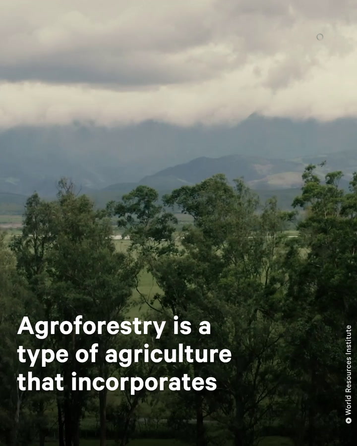 Agroforestry Used in Brazil to Replenish Degraded Land and Economy