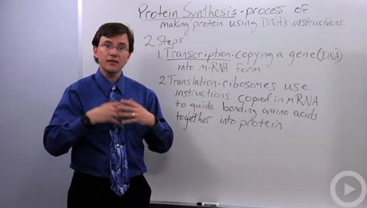 Protein synthesis video