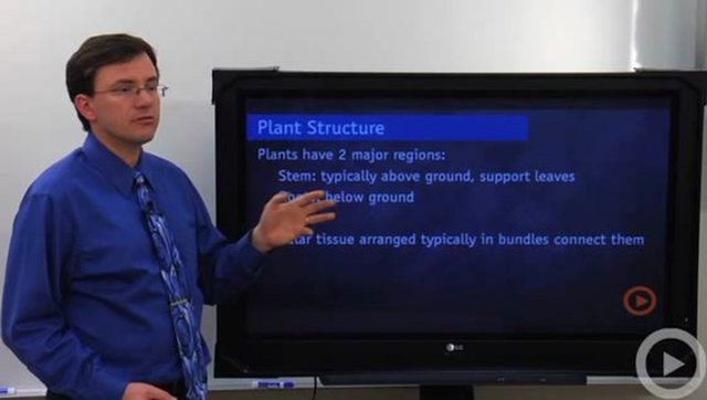 Plant Structure