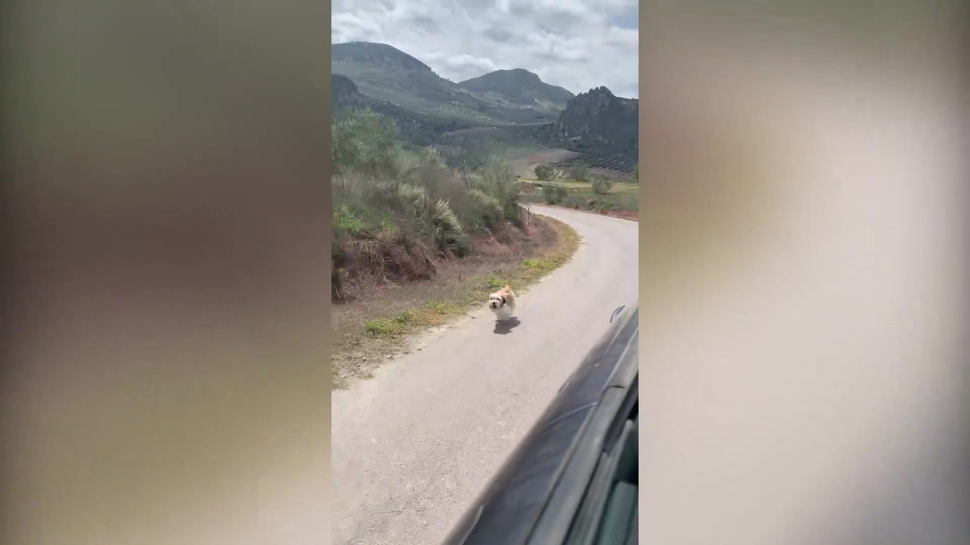 Tiny abandoned dog chases van begging to be rescued from Spanish  countryside | TeamDogs