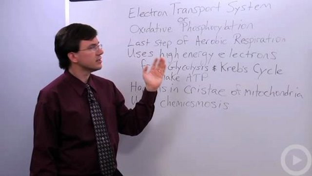Electron Transport System
