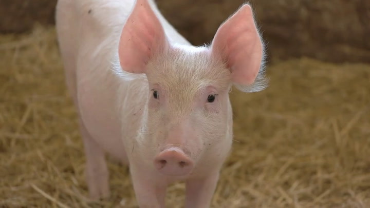 Pig Animal Facts | Sus scrofa scrofa - AZ Animals