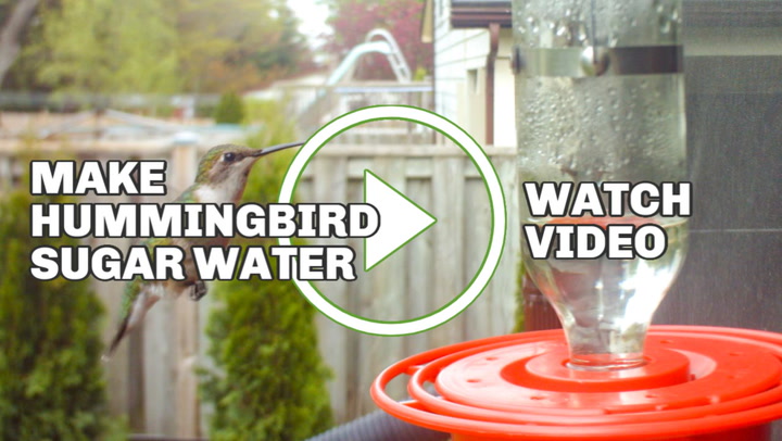 How To Make Sugar Water For Hummingbirds Empress Of Dirt,Red Slider Turtle