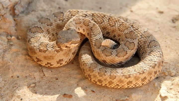 Are Rattlesnakes Carnivores?