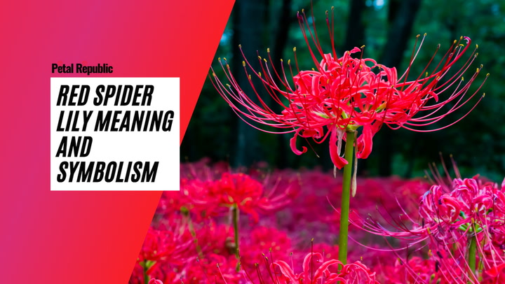Spider Lilies Flower Meaning: Unveiling the Power and Symbolism