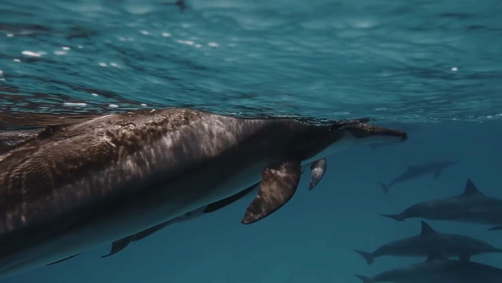 Dolphin Animal Facts - AZ Animals