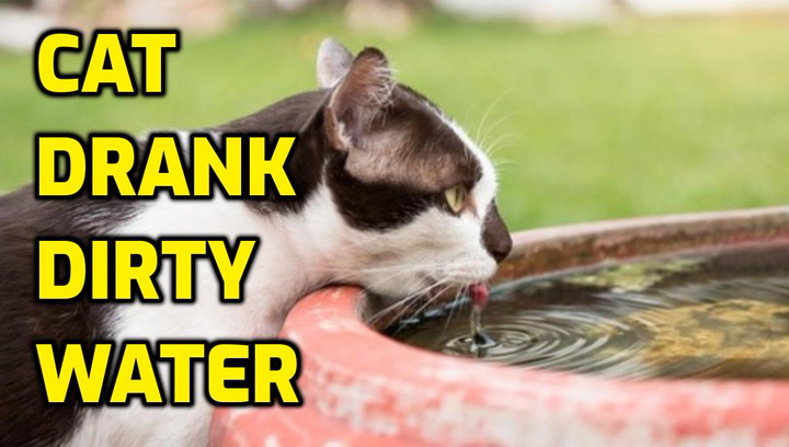Why Do Cats Drink Dirty Water? - Senior Cat Wellness