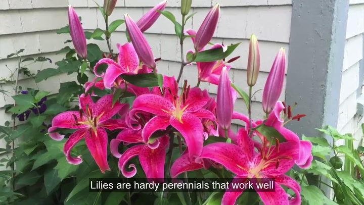 baden Halve cirkel gisteren When to Plant Lily Bulbs: It's All About Timing and Location