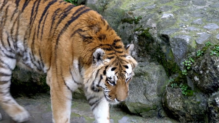 Bengal Tiger Animal Facts | Panthera Tigris Tigris - AZ Animals