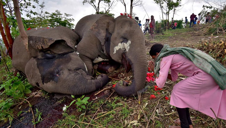 Tormenta fatal o envenamiento? Una manada de elefantes aparece muerta en  extrañas circunstancias | Mundo Deportivo