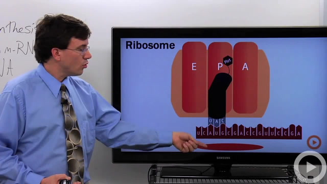 Ribosomes