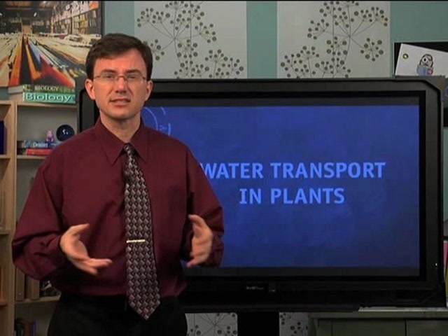 Water Transport in Plants