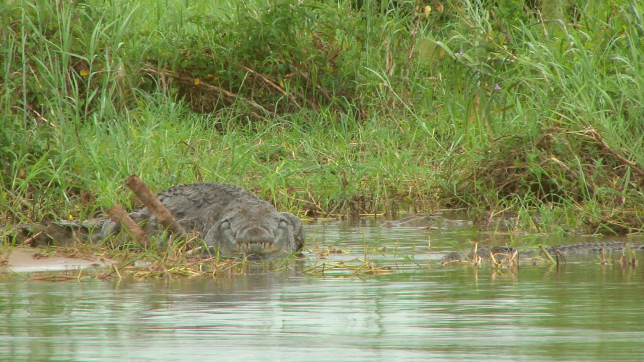 Monster Zambezi River Crocodile