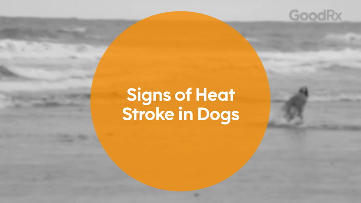 Dog: Heatstroke: dalmatian panting 1288809126